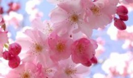 外星人电脑维修中心(外星人24小时维修电话)