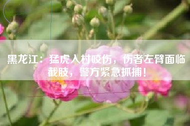 黑龙江：猛虎入村咬伤，伤者左臂面临截肢，警方紧急抓捕！